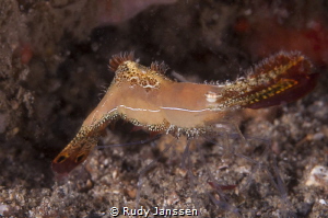 Donald Duck shrimp
Nikon D90 105mm +15 NO CROP by Rudy Janssen 